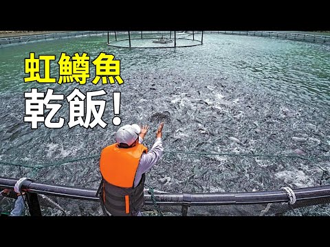 世界上最具爭議的魚，虹鱒魚的一生