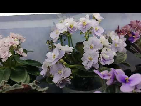 Обзор полочек фиалок, кого то  нужно переукоренить🌱 , болталка🌺🌺🌺