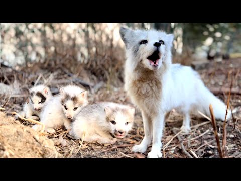 Wow! A fox 🦊 from the forest brought her newborns to my home, begging me to keep them. 🦊😘🥰👍👍👍