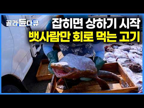 뱃사람들의 특권. 잡자마자 바로 먹는 아귀의 군침도는 담백한 맛｜잡히는 족족 버렸던 고기 이젠 수출효자다. 추워질 때 더 맛있는 고기 잡이아귀잡이｜바닷가 사람들｜#골라듄다큐