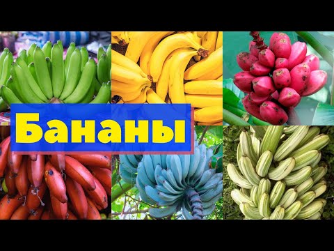 Banana. How it is grown and harvested