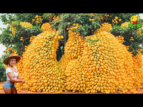 How millions of tons of mangoes are processed into juice and dried mangoes 🥭 | The fruit that mov...