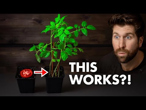 I TESTED Starting Seeds from 6 Grocery Store Vegetables - Here’s What Happened