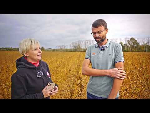 Болезни сои | Содержание протеина в сое | Ошибки в защите сои | Возделывание сои #соя