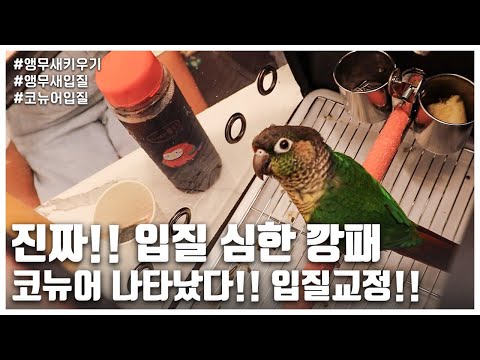 [리프승수가 간다!] 진짜!! 입질 심한 깡패 코뉴어 나타났다!! 입질 교정!!
