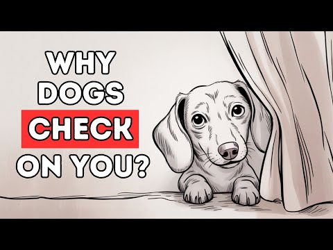 Why Does Your Dog Keep Checking In on You? (The Reason Will Surprise You)