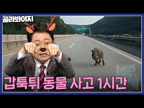 ⚠놀람 주의⚠ 갑자기 도로에 멧돼지가? 한블리 동물 등장 사건들 모음.zip|한블리(한문철의 블랙박스 리뷰)|JTBC 230406 방송 외