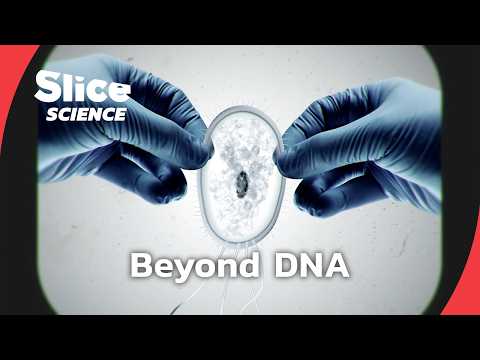 Rewriting evolution: the rise of synthetic biology | SLICE SCIENCE | FULL DOC