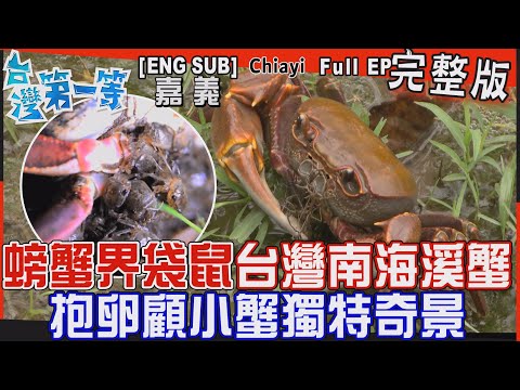 [全新] 嘉義【蟹界袋鼠媽媽「台灣南海溪蟹」顧小蟹獨特奇景！/坎城影展「碩果僅存 老鷹之手」民雄少林硬功夫"菜藕"肥美不斷/鷹語翻譯機引"大冠鷲"鷹語會話】│2023.11.05│《台灣第一等》完整版