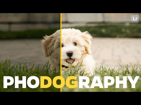Shooting Dog Photography? Here's something that can really help.