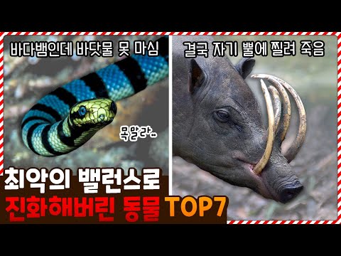 생존에 불리한 최악의 밸런스로 진화한 동물 TOP7