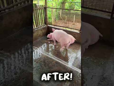 Ba’t ba dungis nyo hahaha #pig #piggery #shorts #business #hograiser