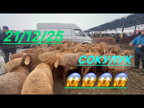Кой базар сокулук 21- декабрь