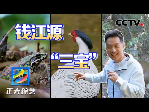 舒冬夜访钱江源国家森林公园,寻找“三宝”花臭蛙、白鹇和黑麂 | CCTV 「正大综艺」