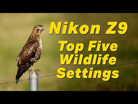Nikon Z9 Top Five Wildlife Settings