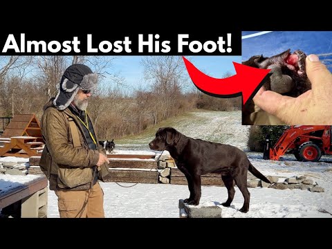 Training with a Serious Injury | Lab Puppy's Extreme Recovery