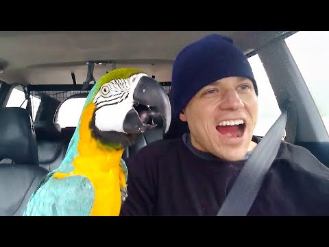 Travel Buddy 🙀 | FUNNY Pet Videos