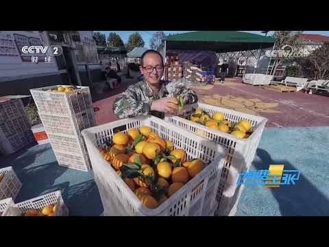 《消费主张》 20251210 冬季水果消费调查：赣南脐橙甜蜜来袭 |  财经风云