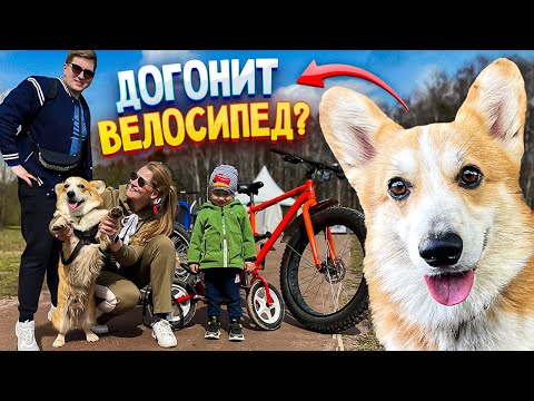 Смог угнаться за велосипедом? Говорящий корги Бентли на велопрогулке с семьей.