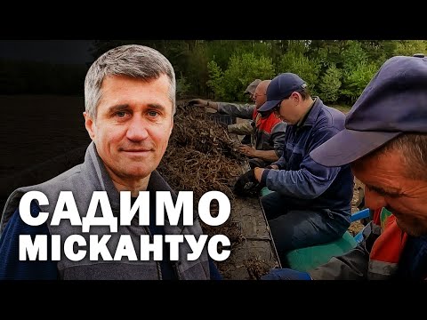 How to make money on miscanthus? Alexey Yazikov about cover crops and biofuels | I am Kurkul