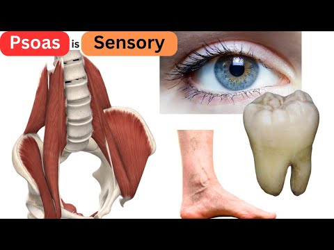 Releasing the Psoas: The THREE things your brain MUST sense.