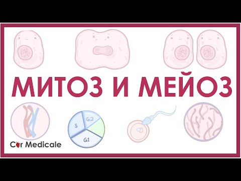 Митоз и мейоз - биология и физиология клетки