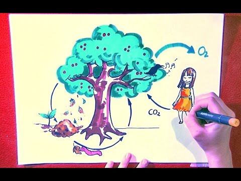 What is Cradle to Cradle?