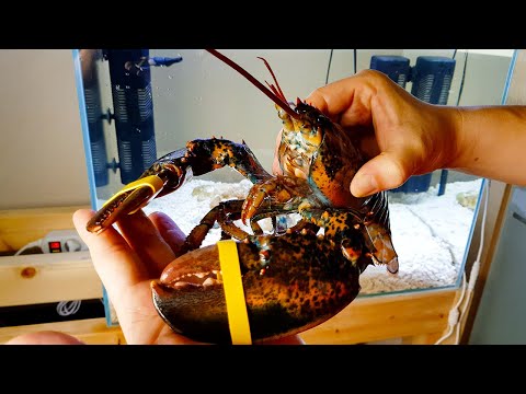Raising lobsters  bought at the supermarket