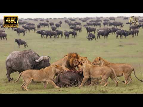الأسد ضد الجاموس الأفريقي: الحرب التي لا تنتهي في السافانا | وثائقي عن الحيوانات