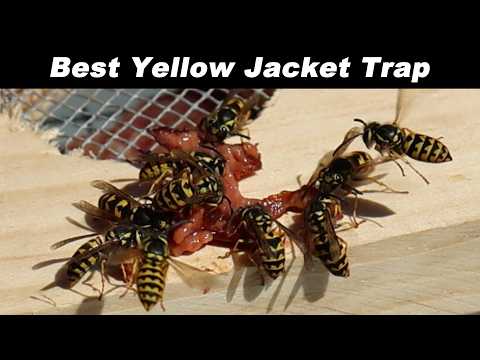 Ending The WAR Between Honey Bees & Yellowjacket Wasps-How To Quickly Trap Hundreds of Yellowjackets