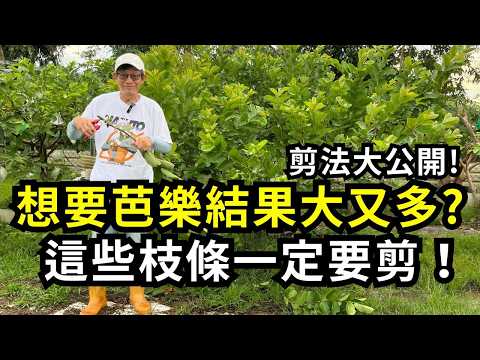 想要芭樂結果大又多，哪些枝條一定要修剪?只要剪對枝條、摘心、疏果，番石榴開花結果多又大顆| 阿星種植