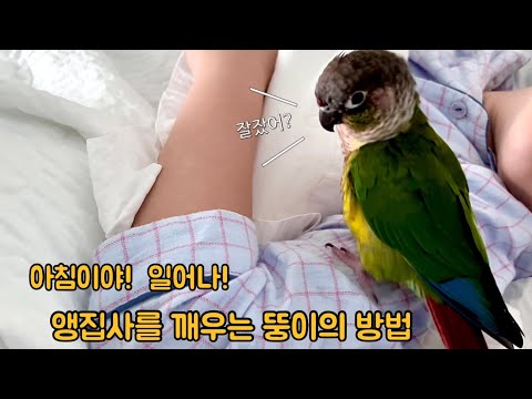 아침을 깨우는 코뉴어앵무의 말!말!말! #인사하는코뉴어#말하는코뉴어