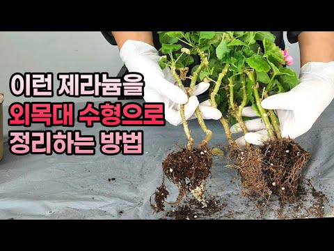 [4K] Geranium propagation and tree pruning at the same time!!! Three things to keep in mind when ...