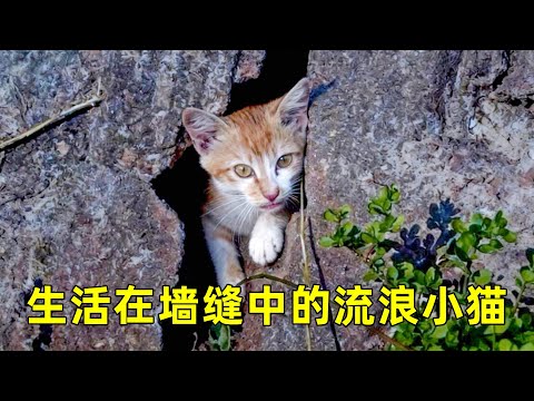 生活在墙缝中的流浪小猫,投喂5天后,它竟主动跟我回家
