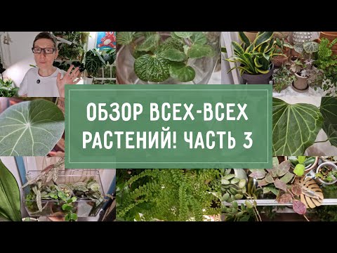 REVIEW of all my PLANTS! Part 3!