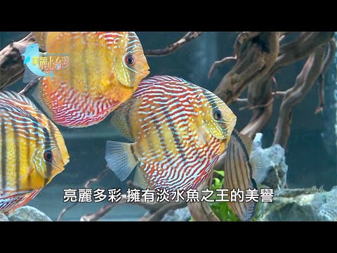 【新北林口】令人驚豔的野生七彩 | 用心的產業 | 296 | #美麗心台灣