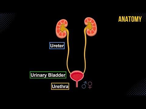 Ureter, Urinary Bladder & Urethra (Structures & Walls) - Urinary System Anatomy