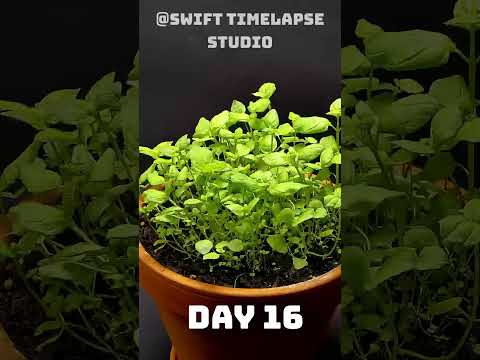 Growing MINT From Seed To Plant | TIME LAPSE