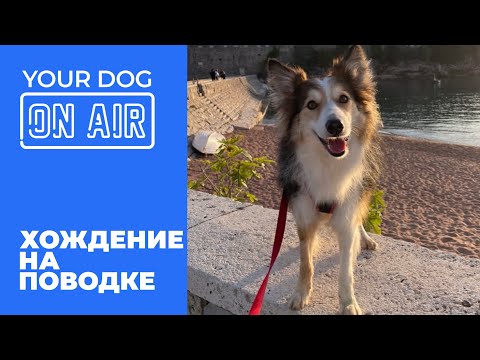 Собака тянет на поводке 🎙️ разбираем реальные ошибки