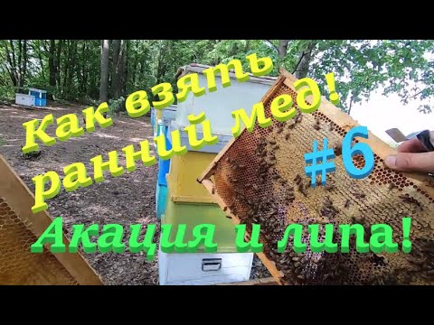 ✅ Как собрать майский мед и с липы! #ПЧЕЛОВОДСТВ6 НАЧИНАЮЩИМ С НУЛЯ!