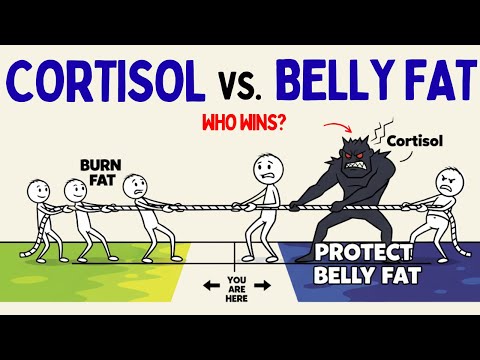 How Long Could You Fast Before Cortisol Starts Protecting Belly Fat? (Science Explained)