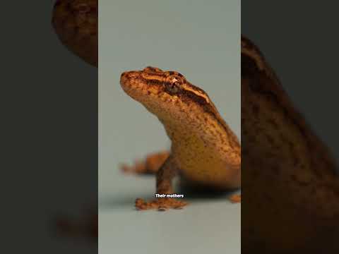 I made a giant temple for my tiny geckos #terrarium