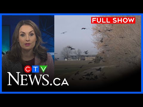 Cluster of dead crows discovered in Chatham-Kent | CTV News Windsor at 6, Tues. Dec. 23, 2025