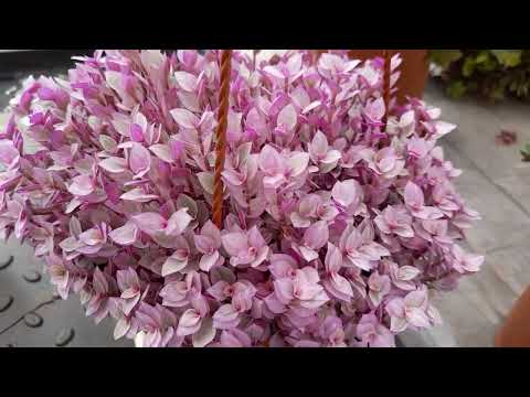 Каллизия- комнатный цветок.