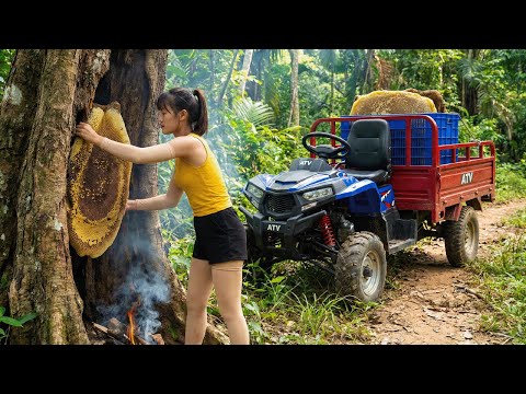 Using A 4 Wheel Truck To Harvest A Giant Beehive In The Forest, How To Raise Bees At Home