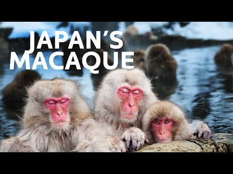 Japan's Unbelievable Snow Monkeys | Art Wolfe’s Travels to the Edge