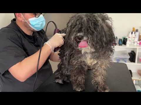 Le quitamos TODO el PELO !! | peluqueria canina EXTREMA !!!