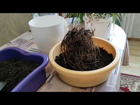 ДРАЦЕНА Маргината. ПОСТУПАЙТЕ с ней именно ТАК и получите ГИГАНТА в квартире. МЕТОДИЧКА НОВИЧКАМ.