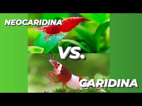 "Neocaridina vs Caridina Shrimp: What's the Difference?"