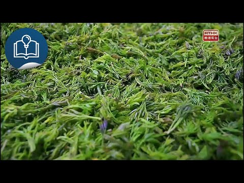 灣區全媒睇：第一千集